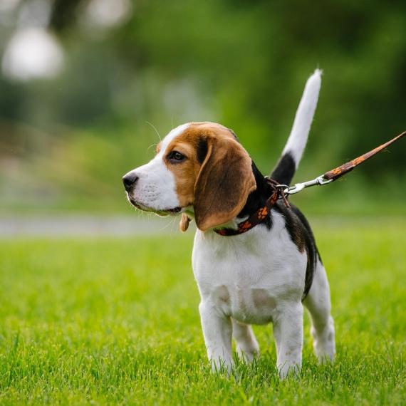 viajar con mascota