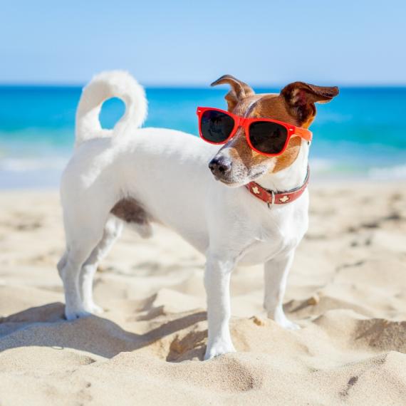 Dog friendly beach in Calella