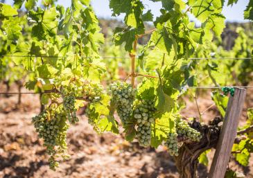 DO EMPORDÀ WINE ROUTE