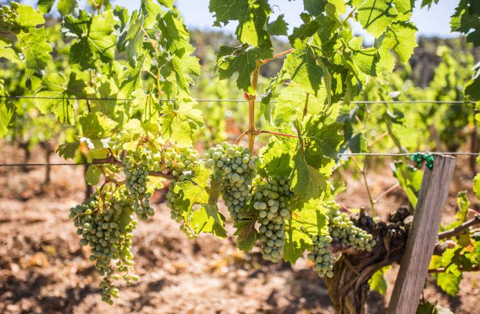 DO EMPORDÀ WINE ROUTE